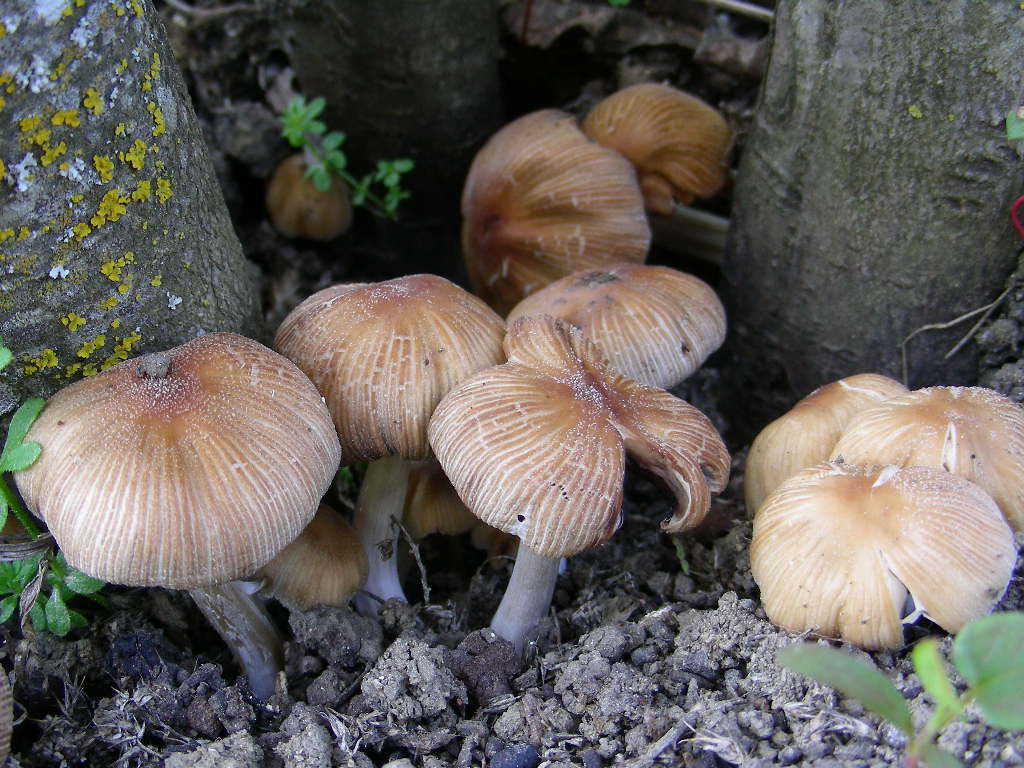 Funghi primaverili ...